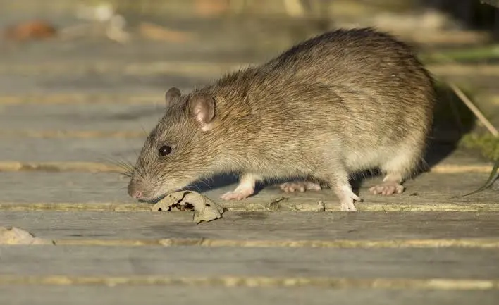 Comment les rats entrent dans une maison (et comment les bloquer)