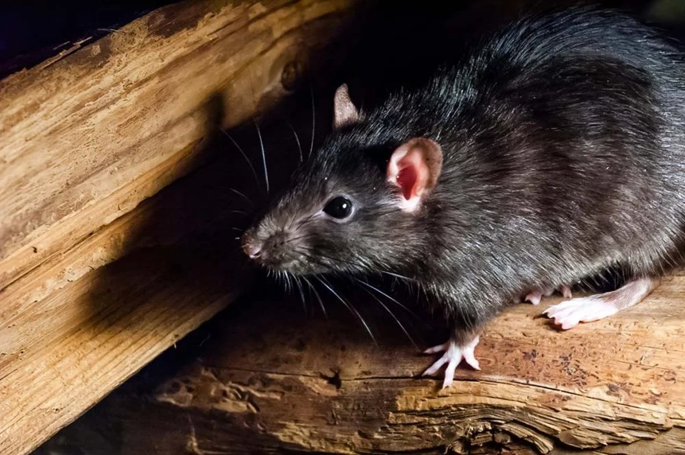 Inspection d'un galetas de maison créole pour détecter les signes de rats en Guadeloupe