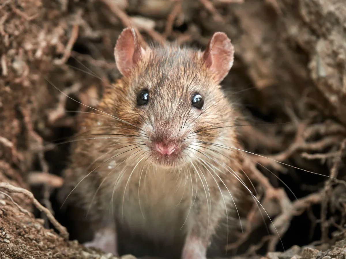 Installation d'un poste d'appâtage sécurisé anti-rats près des fondations d'une maison créole en Guadeloupe