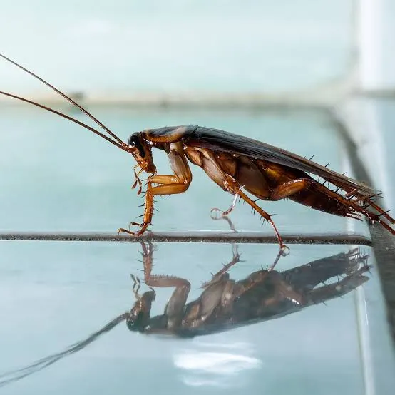 Ravet volant dans la maison : pourquoi et que faire