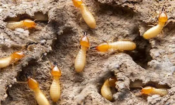 Gros plan sur les galeries creusées par les termites dans une poutre de bois ancien en Guadeloupe